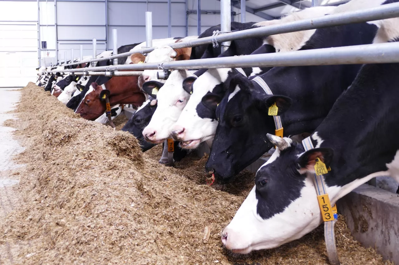 &lt;p&gt;Krowy, którym podawano aminokwasy jeszcze przed wycieleniem, dawały w nadchodzącej laktacji o 2 litry mleka więcej.&lt;/p&gt;
