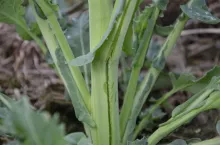 Objawy niedoboru boru w rzepaku, bor