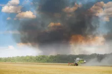 Combine harvester harvests ripe wheat