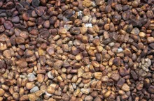 Corn mycotoxins - rotten corn in stored grains and seeds.