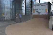 &lt;p&gt;Jakie będą ceny zbóż w tym roku w Polsce?&lt;/p&gt;