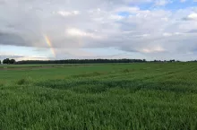 pole ziemia zboże