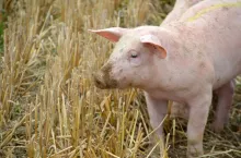 świnia świnie trzoda chlewna