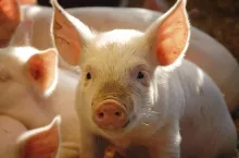 &lt;p&gt;Minister rolnictwa Robert Telus podpisał w poniedziałek 8 maja br. rozporządzenie, wprowadzające obniżone wymagania dotyczące chowu świń utrzymywanych w celu produkcji mięsa na własny użytek.&lt;/p&gt;