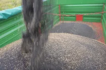 rzepak nasiona przyczepa żniwa fot. Katarzyna Szulc