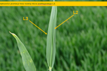 Fot. Syngenta