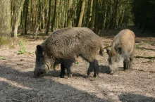 Zarażone włośnicą zwierzęta nie wykazują objawów chorobowych, jednak ich mięso spożyte w stanie surowym lub półsurowym stwarza śmiertelne zagrożenie dla ludzi.