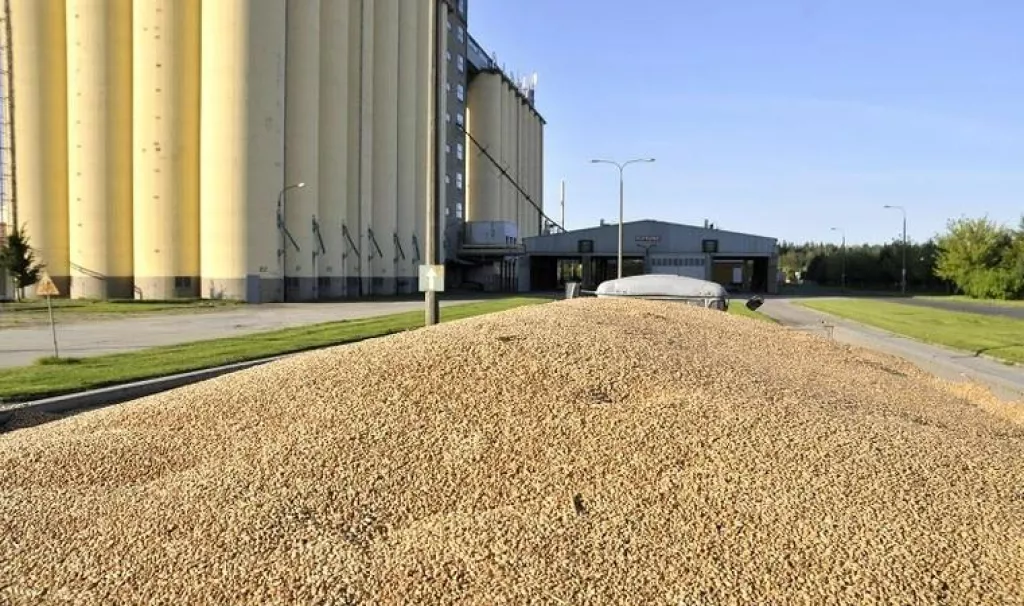 &lt;p&gt;3025 zł dopłaty do pszenicy: jakie terminy i warunki?&lt;/p&gt;