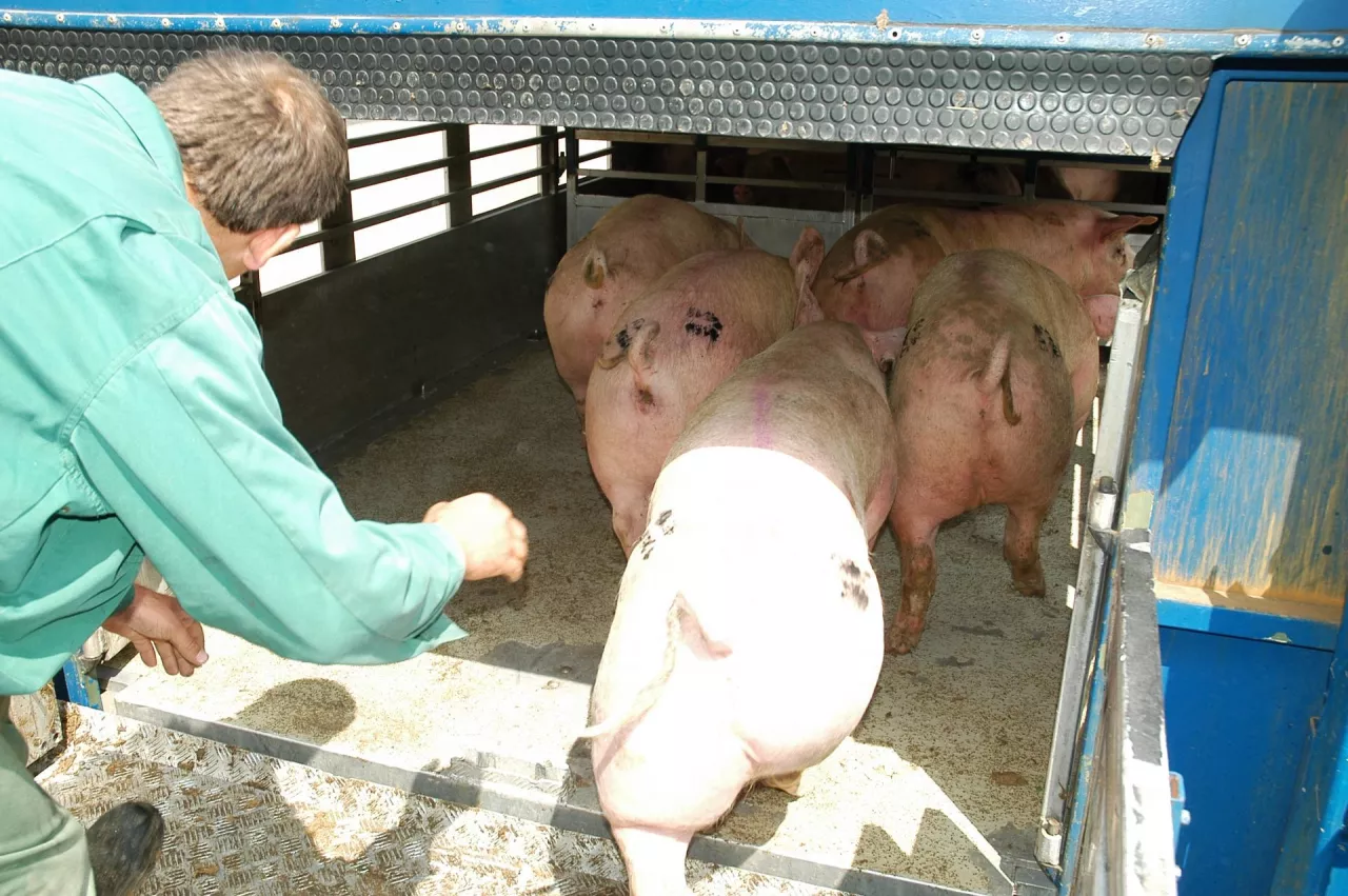 &lt;p&gt;Coraz mniej świń trafia do uboju nie tylko w naszym kraju, ale również u czołowych producentów wieprzowiny w Europie, co zmusza duże firmy do zamykania rzeźni&lt;/p&gt;
