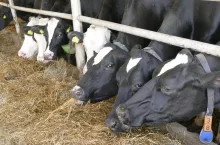 Kiedy krowa wysuwa się do przodu usiłując pobrać paszę, to nacisk na jej kark może osiągnąć nawet 350 kg, stąd też tworzą się na nim liczne otarcia i siniaki. Aby uniknąć bólu, krowy ustawiają się bokiem do stołu zabierając miejsce innym zwierzętom.