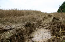 Obfite opady i podtopienia niszczą strukturę gleby, wypłukują mobilne składniki pokarmowe, utrudniają wykonanie zabiegów agrotechnicznych i zbiór roślin