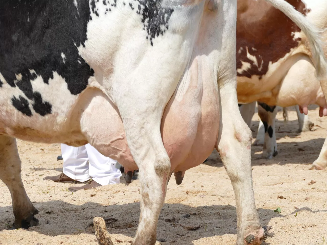&lt;p&gt;Bardziej podatne na rozwój obrzęku wymion są pierwiastki, niż krowy mleczne w kolejnej laktacji. Wszystko prez znaczny rozwój wymienia w ostatniej fazie ciąży.&lt;/p&gt;