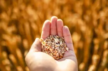 Ripe wheat grains in agronomist hand on golden field glowing by the orange sunset light. Industrial and nature background