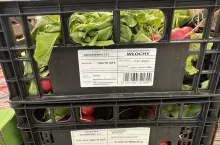 Importowana rzodkiewka z Włoch