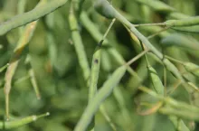 rzepak, czerń krzyżowych, alternaria