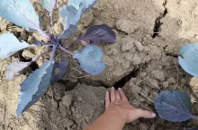 Susza