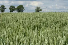 W nadchodzącym sezonie o rynku zbóż ponownie decydować będą w dużym stopniu warunki pogodowe, które zdeterminują prognozy zbiorów