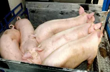 &lt;p&gt;Ile aktualnie zakłady mięsne płacą za świnie?&lt;/p&gt;