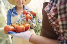 &lt;p&gt;Pomidory sadzone… do góry nogami? Wypróbuj tę metodę z butelką!&lt;/p&gt;