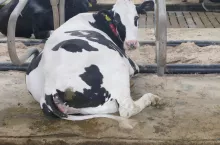 Jeżeli w okresie upałów obora będzie przepełniona, to na pewno odbije się to podwyższonym poziomem komórek somatycznych