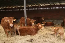 Mięsna krowa mamka ważąca 650 kg i będąca w końcowym etapie laktacji w okresie zimowym powinna otrzymywać dziennie ok. 30 kg kiszonki z traw i 2 kg słomy jęczmiennej, dodatek pasz treściwych wydaje się zbyteczny. Jeśli byłaby ona w szczycie laktacji lub w okresie reprodukcji można dodać do dawki niedużą ilość paszy treściwej od 1 do 2 kg