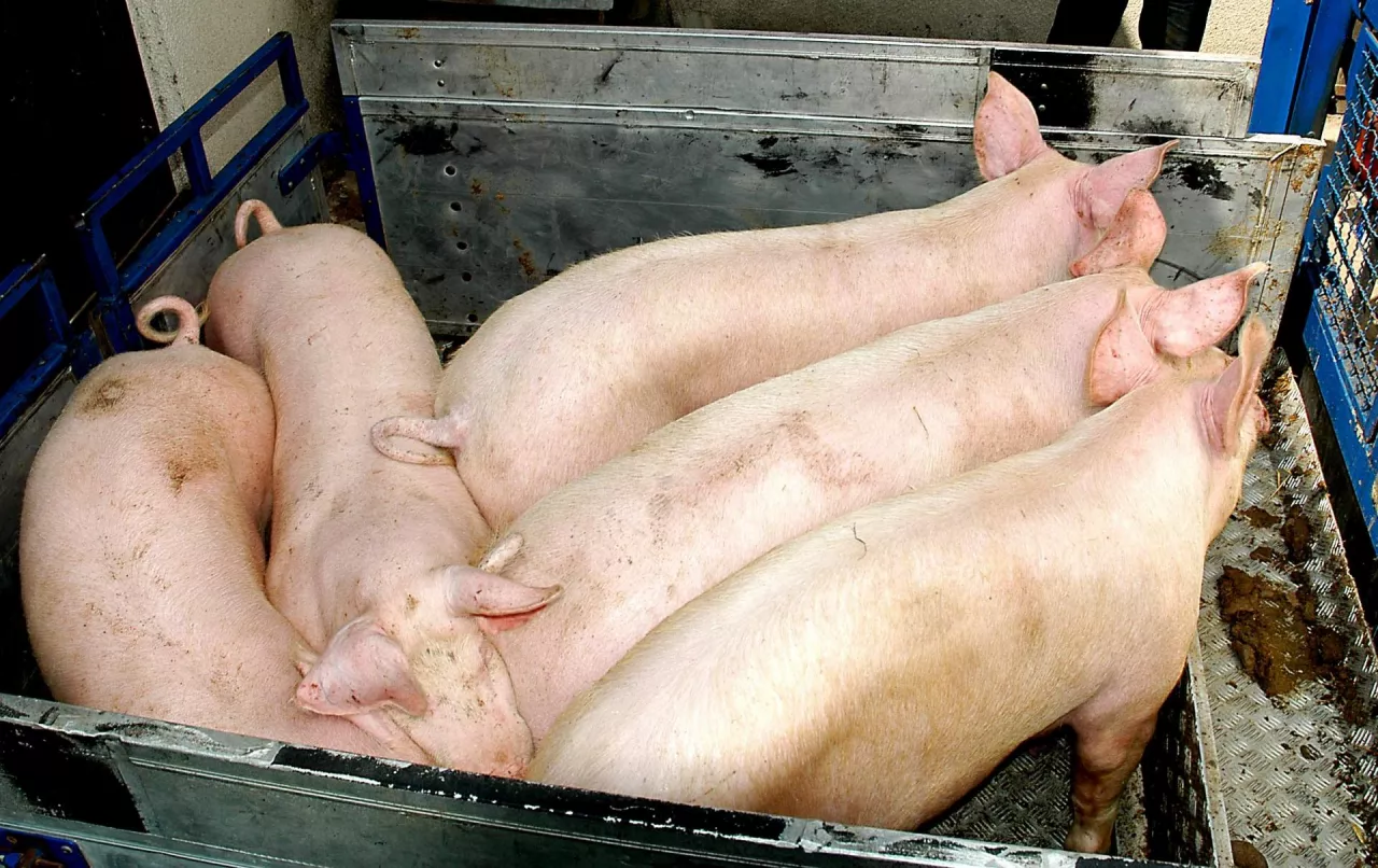 &lt;p&gt;Ile aktualnie zakłady mięsne płacą za świnie?&lt;/p&gt;