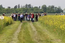 Po lewej rzepak, w którym śmietka kapuściana była zwalczana środkiem biologicznym. Po prawej, kontrola z tradycyjną ochroną chemiczną
