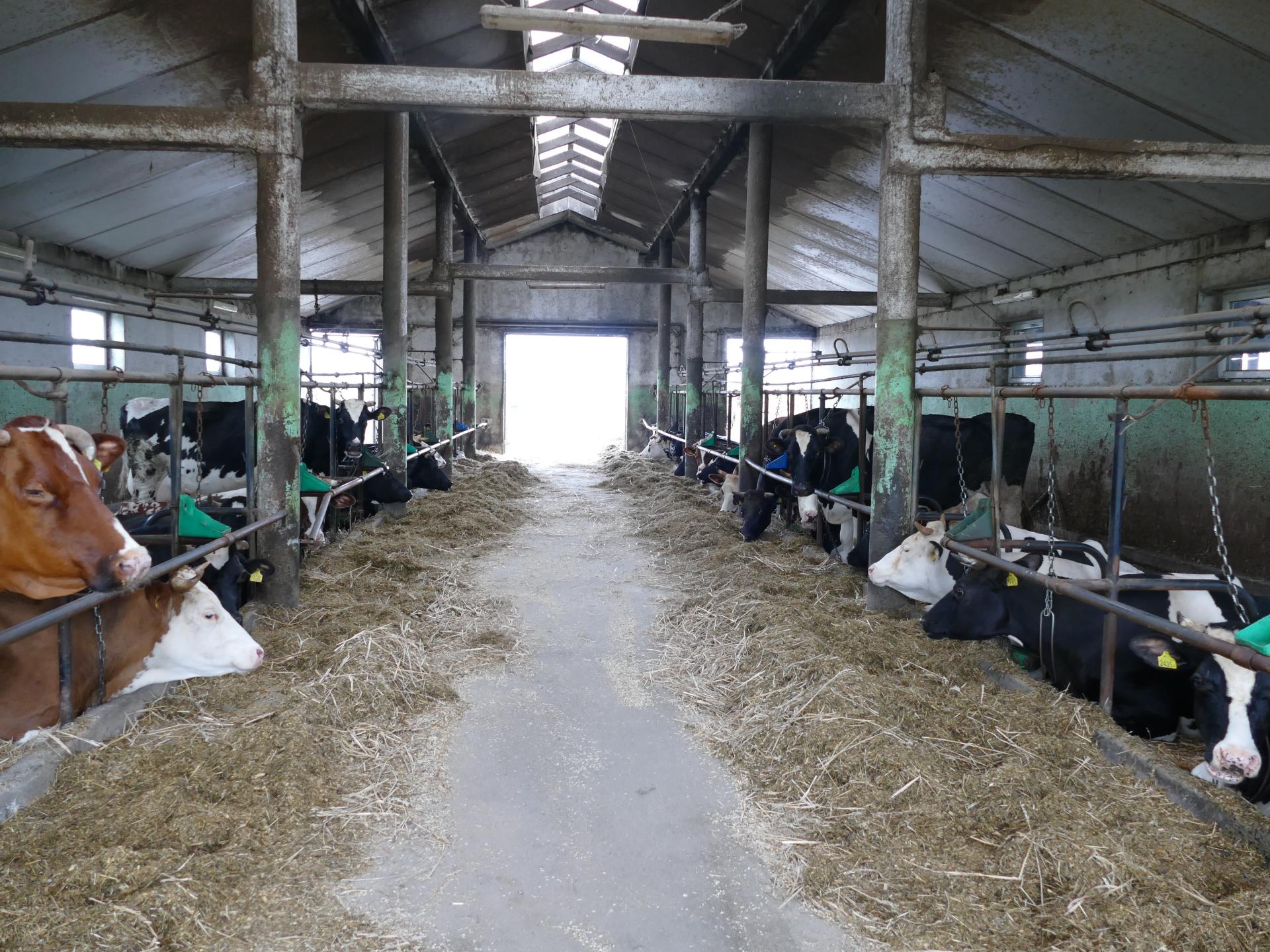 Obora wolnostanowiskowa czy uwięziowa? Wady i zalety S.O.S. dla