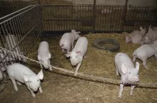 Upały to także wzrost ryzyka kanibalizmu u warchlaków i tuczników