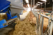 Latem najlepiej zadawać TMR dwa razy dziennie: wczesnym rankiem 40% dawki, wieczorem 60%. Krowy chętniej jedzą nocą, gdyż o tej porze jest najchłodniej