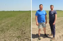 Rolnikowi z Mazowsza żurawie zniszczyły aż 15 ha kukurydzy