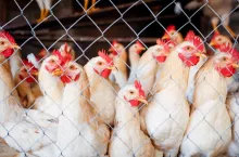 There are many pets in a cage looking attentively to the side, hens and roosters close-up on a poultry farm with a platform for walking in the fresh air.