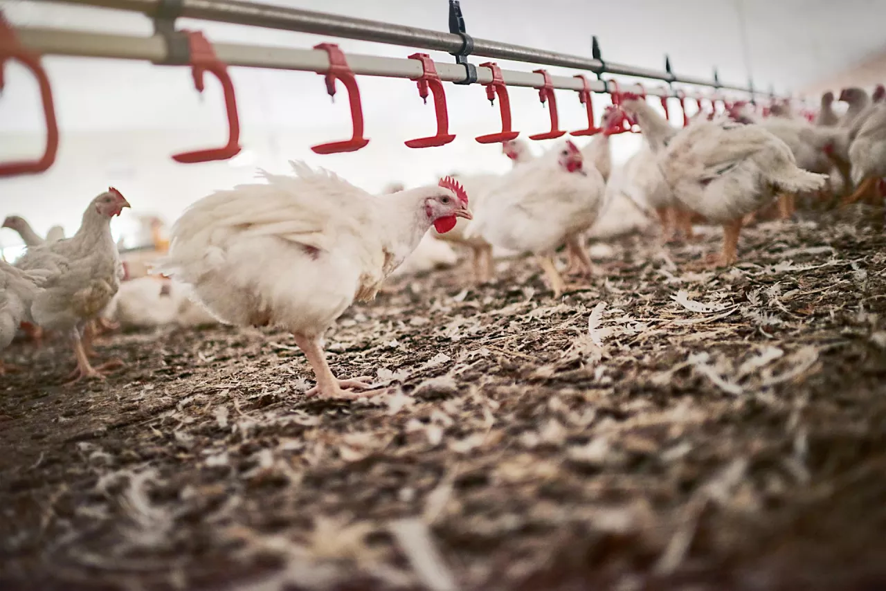 &lt;p&gt;Rolnicy produkujący drób i jaja mogą ubiegać się o dopłaty w związku z grypą ptaków.&lt;/p&gt;