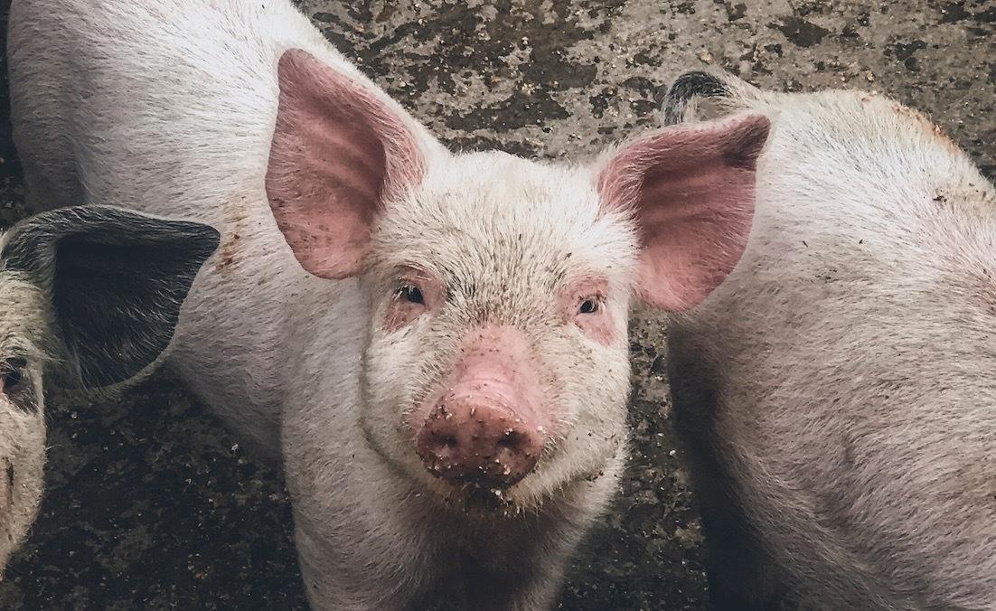 Ważne Polska Po 15 Latach Wreszcie Wolna Od Choroby Aujeszky‘ego 0602