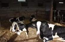 W przypadku ciężkich porodów okres międzywycieleniowy był dłuższy o 28 dni w stosunku do porodów bezproblemowych.
