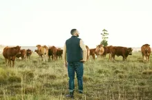 Man, planning or thinking on cow farm field of herd management, dairy export industry or beef sales.