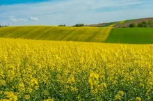 Yellow oilseed rape field under blue sky in sommer
