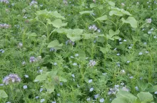 W skład mieszanek międzyplonowych na gleby najlżejsze powinny znaleźć się w składzie: łubin żółty, seradela i facelia; na gleby średnie: słonecznik, łubin wąskolistny, rzepak, gryka, rzodkiew oleista i rzepa ścierniskowa; na gleby ciężkie – bobik i wyka jara