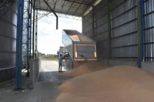 Jakie są aktualne ceny zbóż i rzepaku w Polsce? 