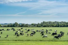 Ferma mleczna na ponad 1000 szt, bydła upadnie? Los Agromaxu w rękach KOWR