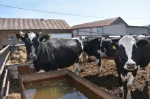 Krowy zasuszone przez cały rok utrzymywane są na utwardzonym okólniku