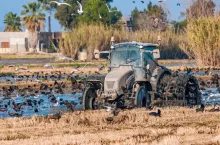 Uprawa ścierniska po ryżu kołami ciągnika w Katalonii.