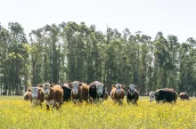 Ekoschemat ”Dobrostan zwierząt”
