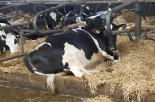 Zaszczepienie ściółki pożytecznymi bakteriami i enzymami sprzyja rozwojowi pożytecznych mikroorganizmów, które pomagają utrzymać jakość ściółki i tym samym poprawić zdrowotność wymion