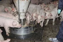 Tuczniki droższe nawet o 70 gr/kg. Jakie są aktualne ceny świń w Polsce?
