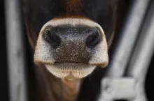 Produkcja mleka nadal rośnie i nie wydaje się, aby zatrzymała się najbliższych latach