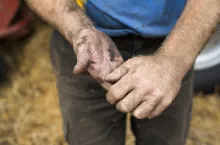 &lt;p&gt;Close-up of farmer‘s hands&lt;/p&gt;