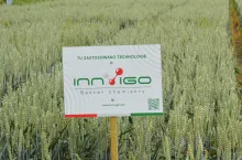 Innvigo