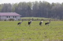 Ecovelex: nowa zaprawa nasienna ma odstraszać ptaki od żerowania w kukurydzy
