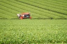 Japanese tea field and picking machine